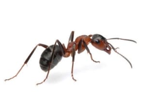 Ants - Carpenter Ants