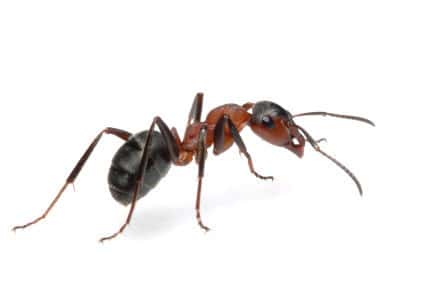 Ants - Carpenter Ants