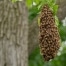 How to tell if a Beehive is Active