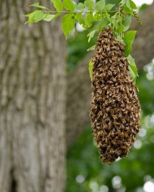 How to tell if a Beehive is Active