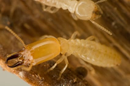 Termite Control - Live Termite