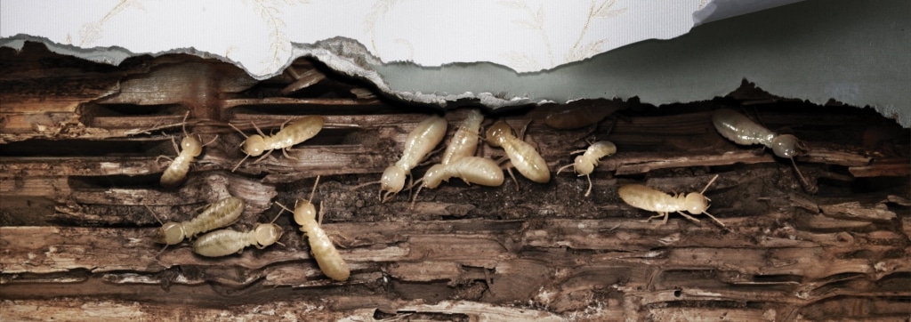 termite Control - Wall